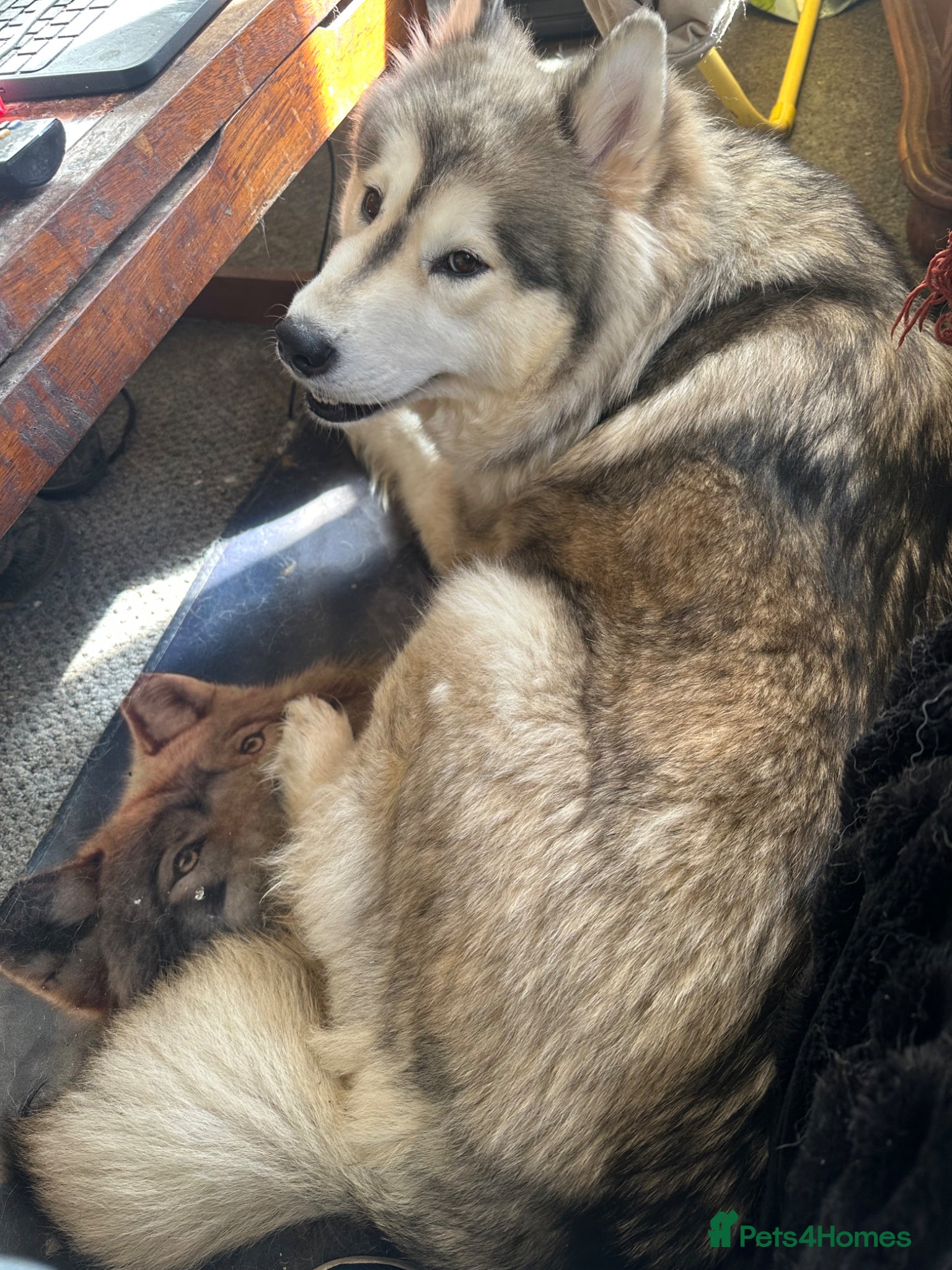 Siberian Husky dogs Adorable Husky Puppies  - Advert 1