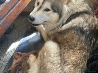 Siberian Husky dogs Adorable Husky Puppies - Advert 1