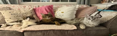 Maine Coon 1