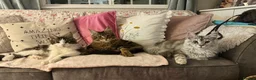 Maine Coon cats for sale: Beautiful Georgie 🩵 in Loughborough - Advert 3