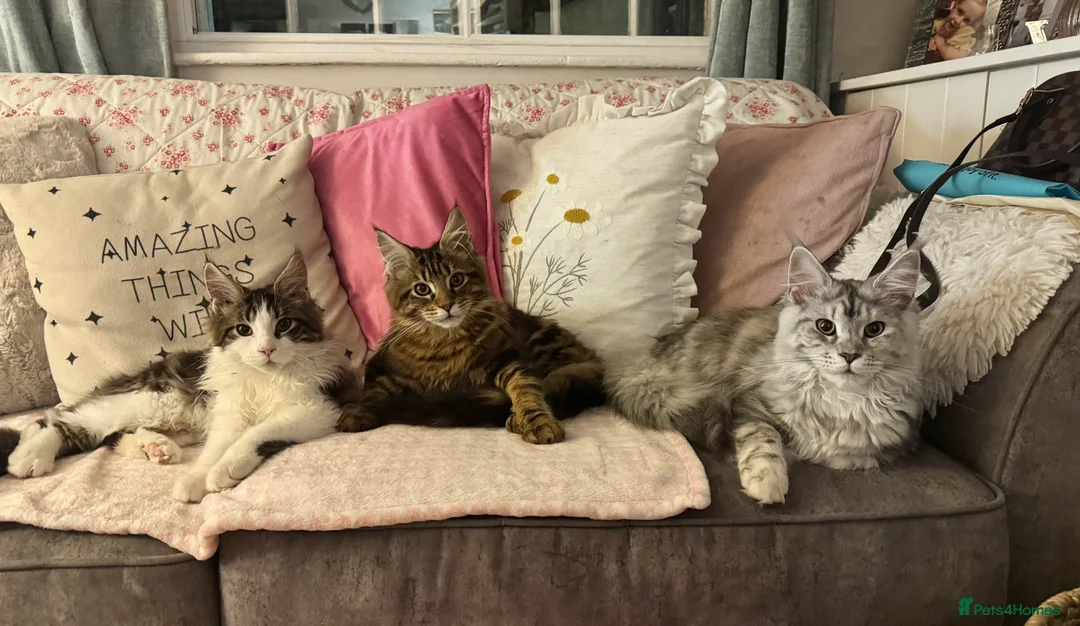 Maine Coon cats for sale: Beautiful Georgie 🩵 in Loughborough - Advert 3