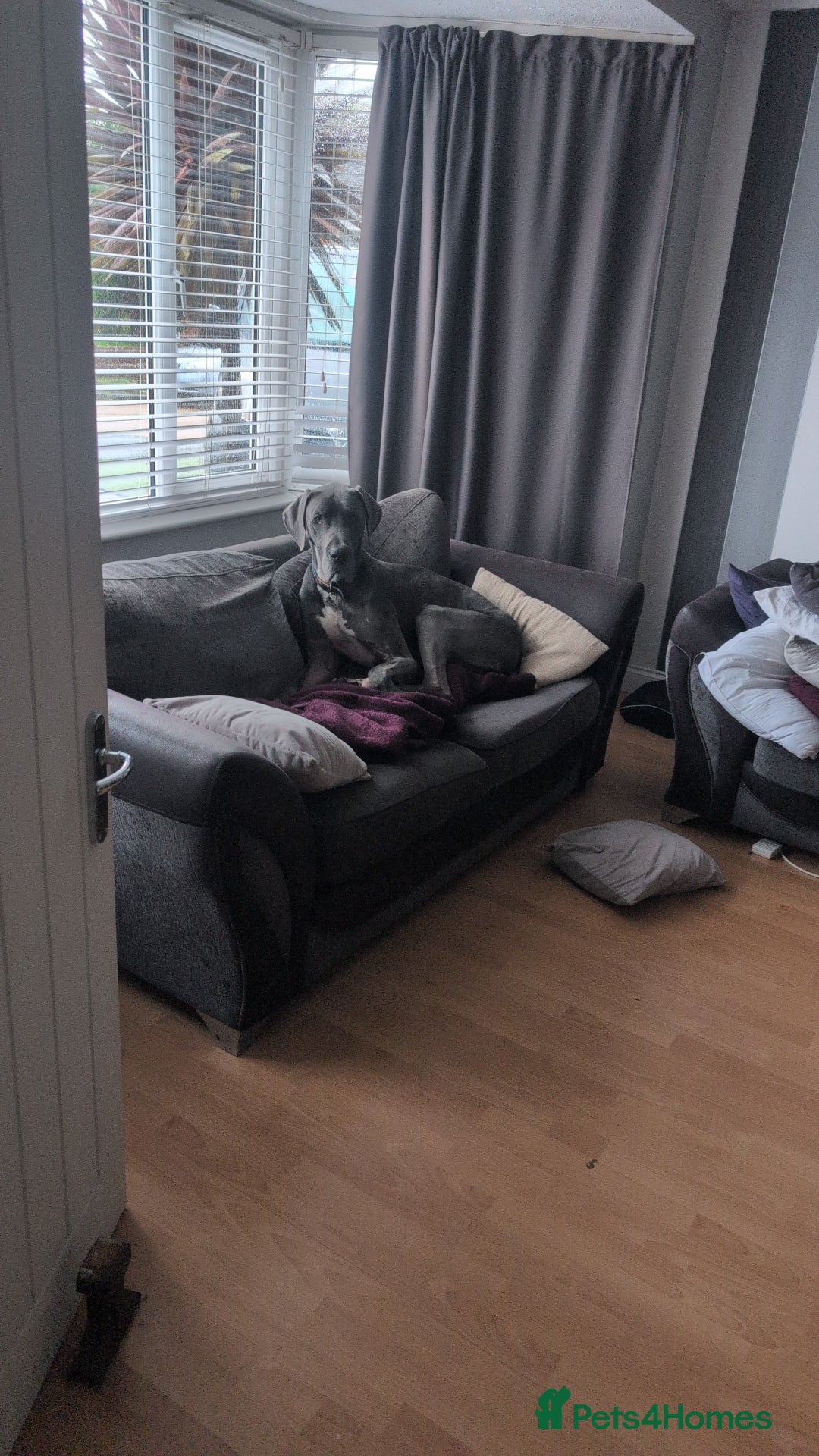 Great Dane dogs for sale: Great Dane 2 years - Advert 2