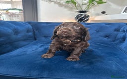 Cocker Spaniel dogs for sale: Beautiful litter of cocker spaniel pups 4 left  - Image 24
