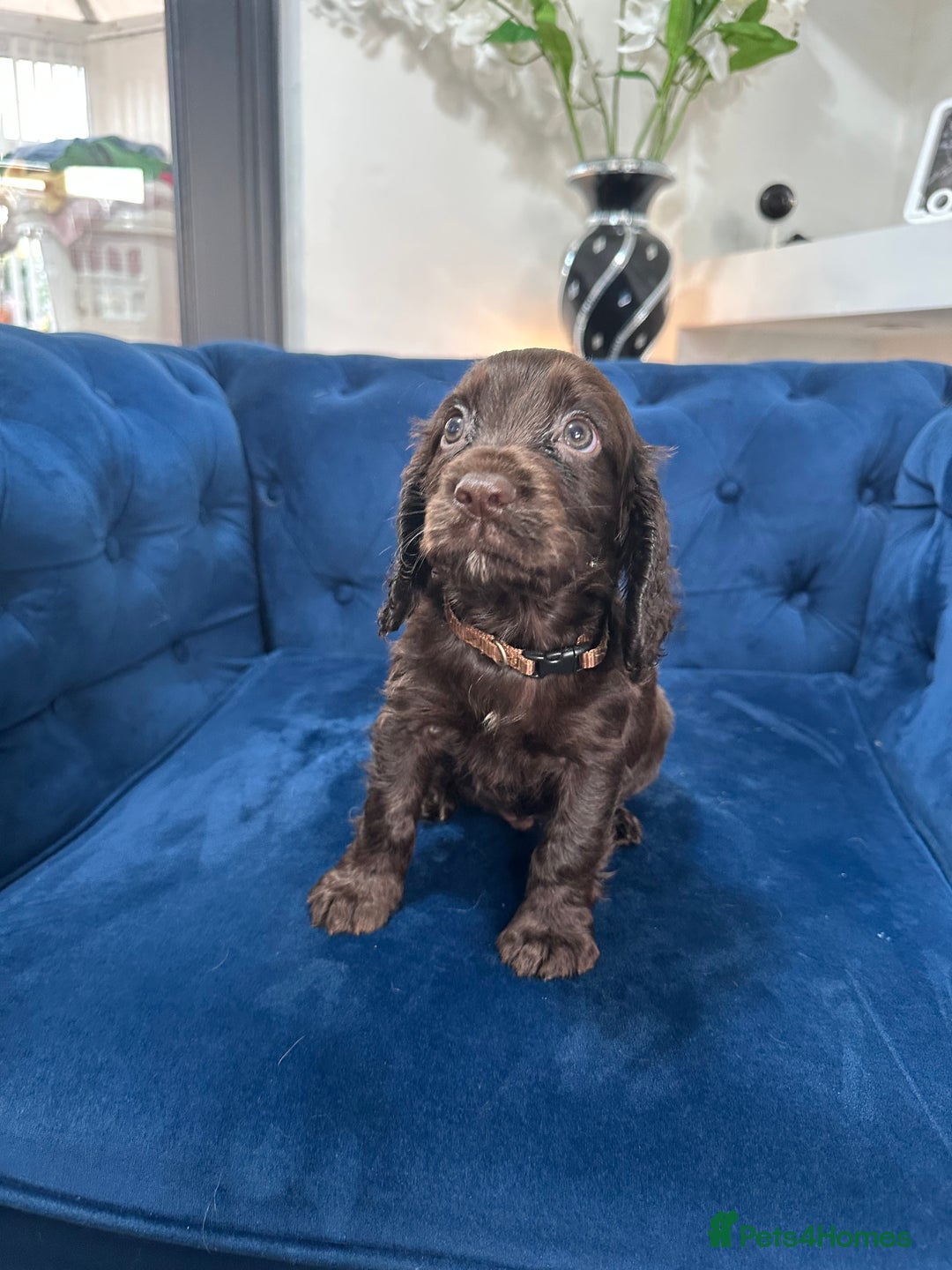Cocker Spaniel dogs for sale: Beautiful litter of cocker spaniel pups 4 left  - Image 24