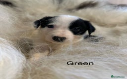 Border Collie dogs for sale: Border Collie puppies for sale - Image 4
