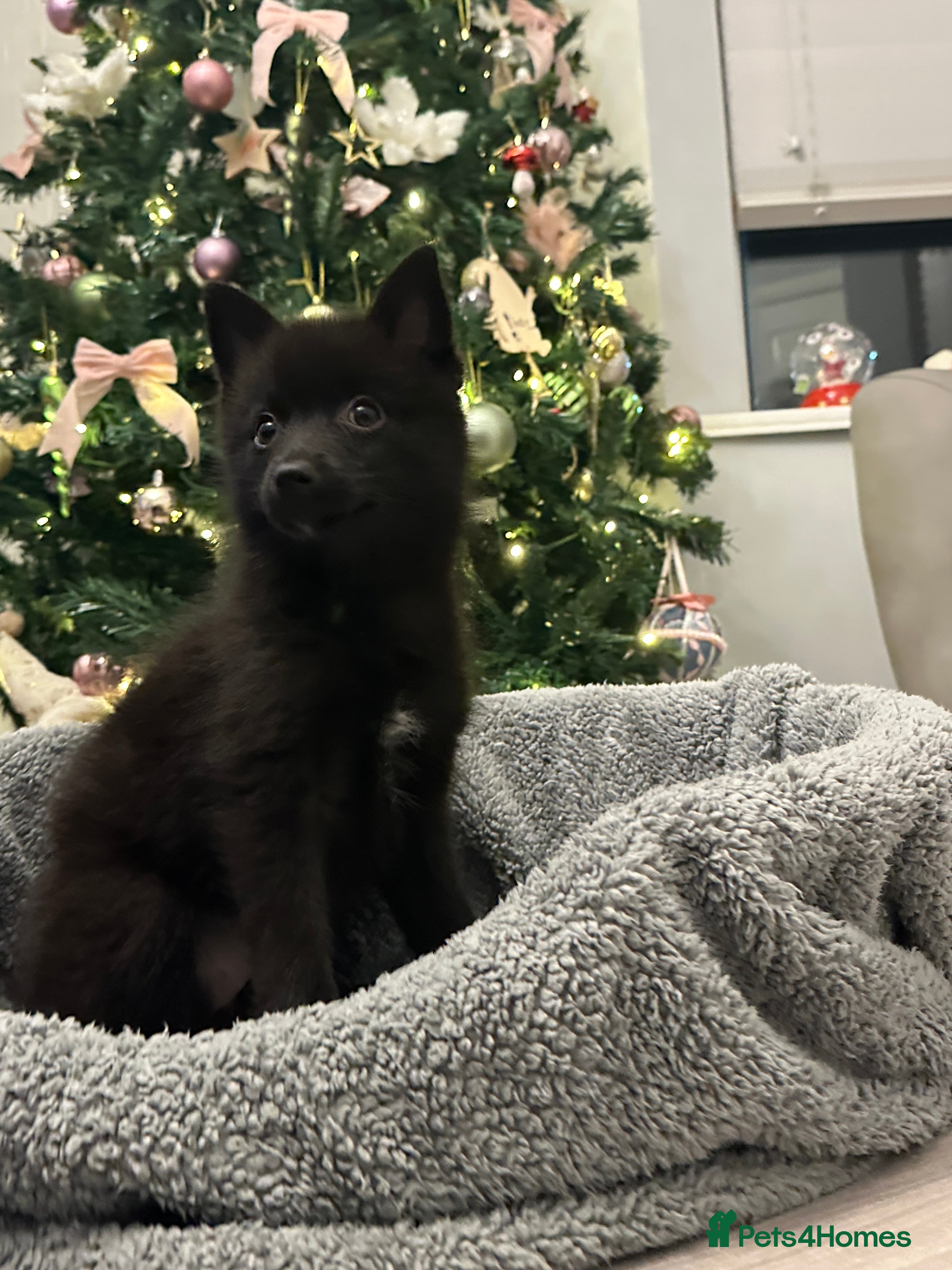 Pomsky dogs LAST POMSKY PUPPY- £850 ONO  - Advert 1