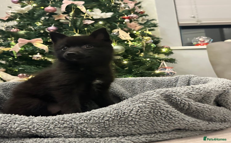 Pomsky dogs LAST POMSKY PUPPY- £850 ONO  - Advert 1