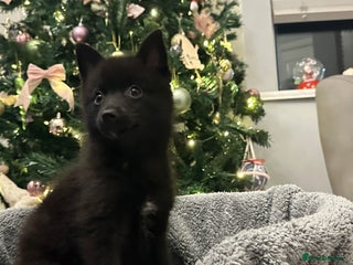 Pomsky dogs LAST POMSKY PUPPY- £850 ONO - Advert 1