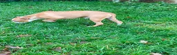 Staffordshire Bull Terrier dogs for sale: Blue staffie puppies  - Advert 2