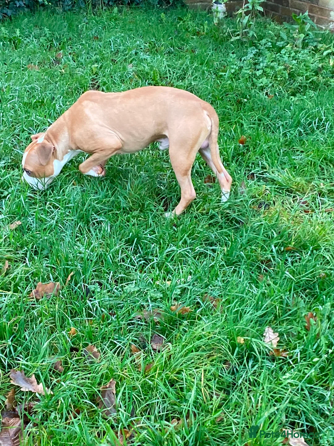 Staffordshire Bull Terrier dogs for sale: Blue staffie puppies  - Advert 2