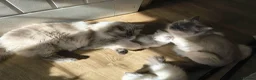 Ragdoll cats for sale: Gorgeous little of Ragdolls  - Advert 5