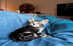 Mixed Breed cats for sale: Gorgeous mixed mainecoon kitten  - Image 4