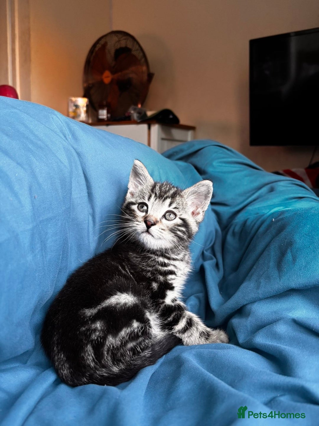 Mixed Breed cats for sale: Gorgeous mixed mainecoon kitten  - Image 4