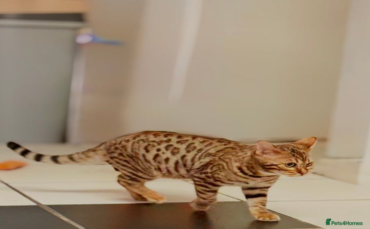 Bengal cats 5 Month old Pedigree Bengal kitten F  - Advert 6