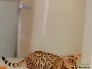 Bengal cats 5 Month old Pedigree Bengal kitten F - Advert 1