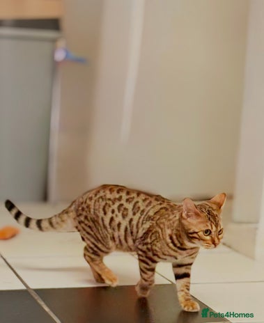 Bengal cats 5 Month old Pedigree Bengal kitten F - Advert 6