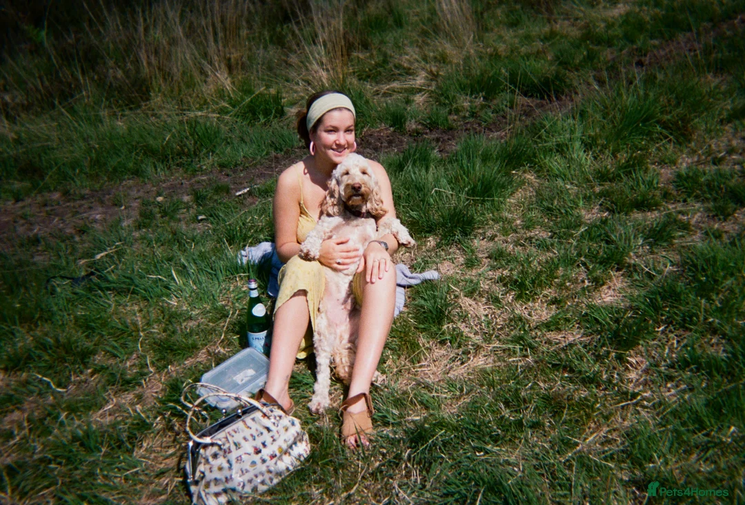 Cockapoo dogs for sale: Herbie - Advert 2