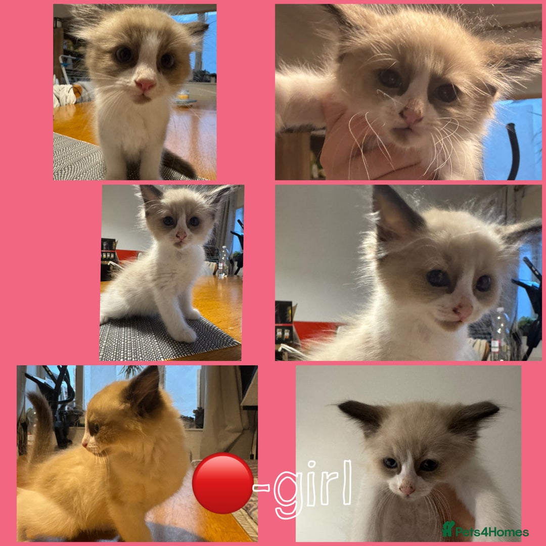 Ragdoll cats for sale: Ragdoll kittens for sale in Romford - Image 6