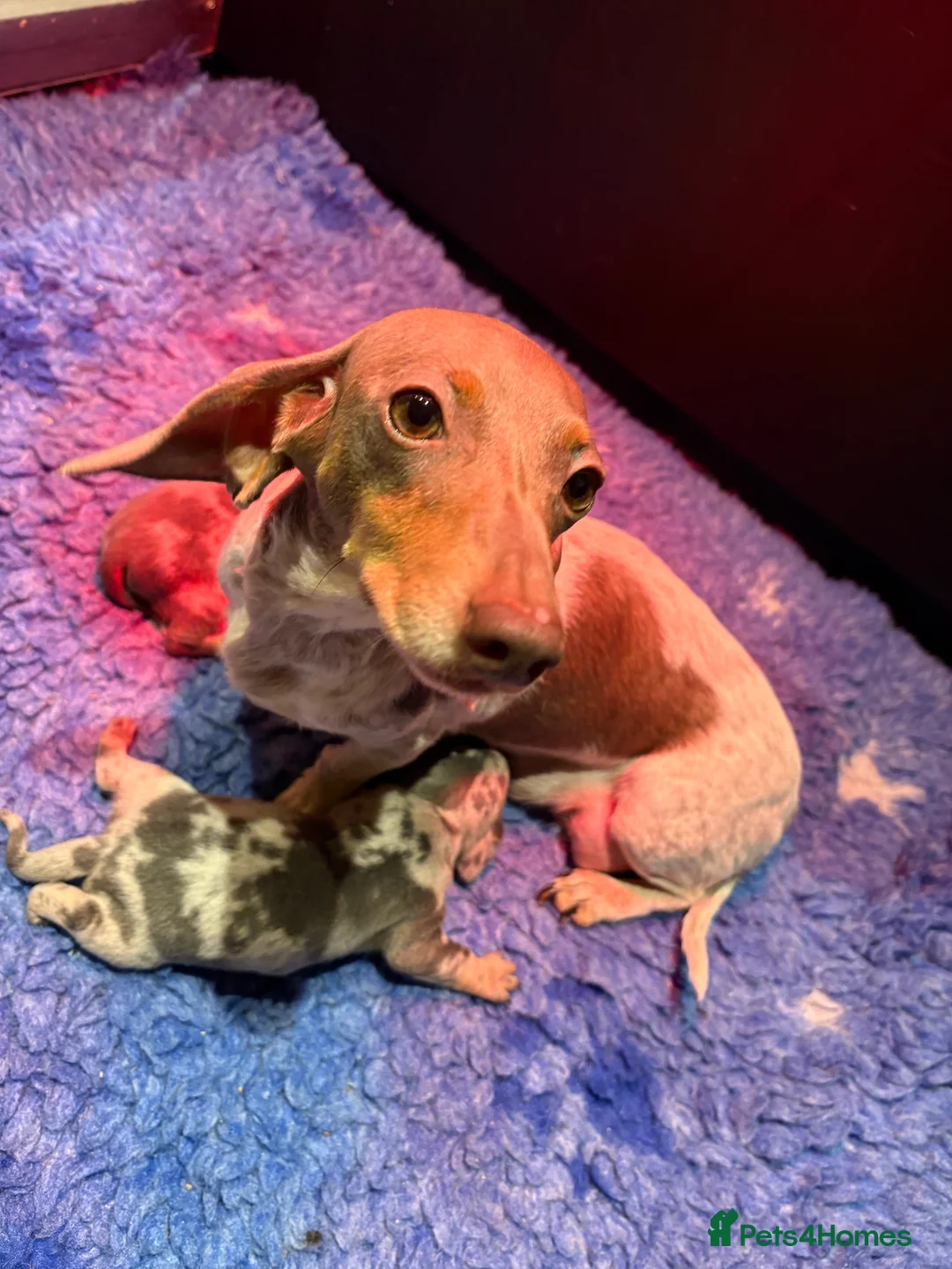 Miniature Dachshund dogs for sale: Miniature Dachshund KC Puppies  - Advert 2