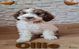Cavapoo dogs for sale: ✨🌈 Rare Chocolate & Multicoloured Curly Cavapoos - Image 13