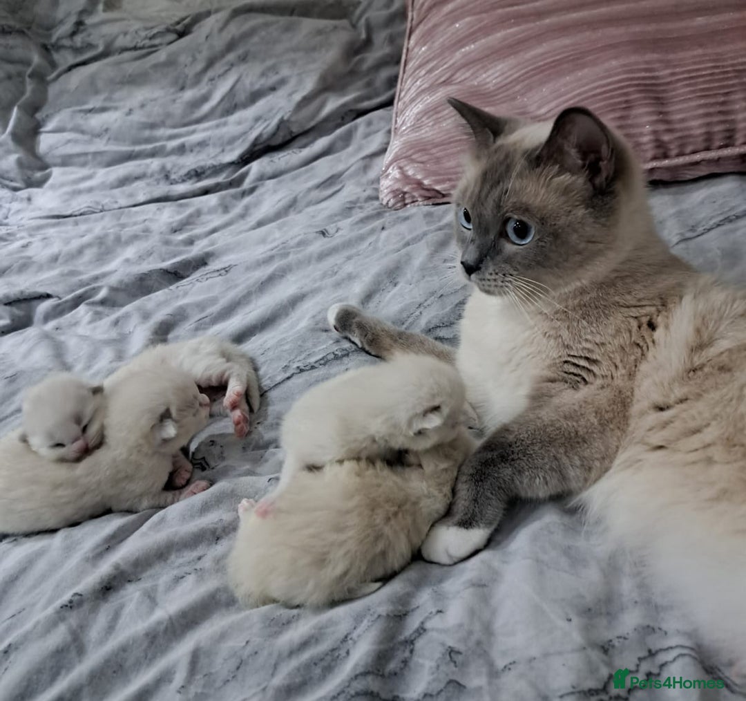 Ragdoll cats for sale: Beautiful Chunky Pure Breed Ragdoll kittens - Image 20