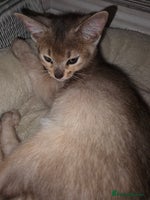 Abyssinian cats - Advert 1