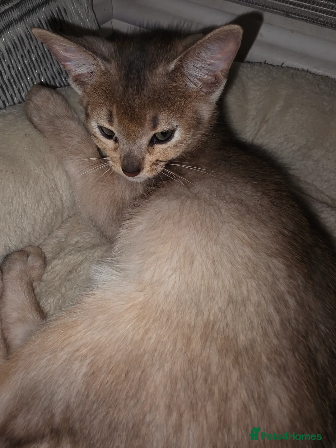 Abyssinian cats for sale: Rare colour beautiful Aby boys - Advert 2