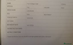 Labradoodle dogs for sale: ☆Ready to leave☆ CHUNKY PUPPIES ☆ - Advert 29