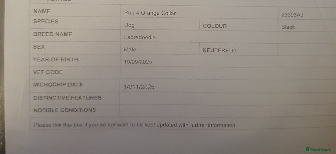 Labradoodle dogs for sale: ☆Ready to leave☆ CHUNKY PUPPIES ☆ - Advert 29