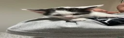 Mixed Breed cats for sale: 2 boy kittens in Hayle - Advert 6