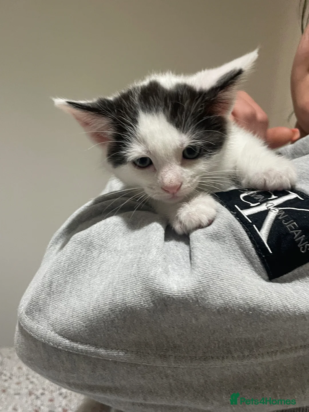 Mixed Breed cats for sale: 2 boy kittens in Hayle - Advert 6