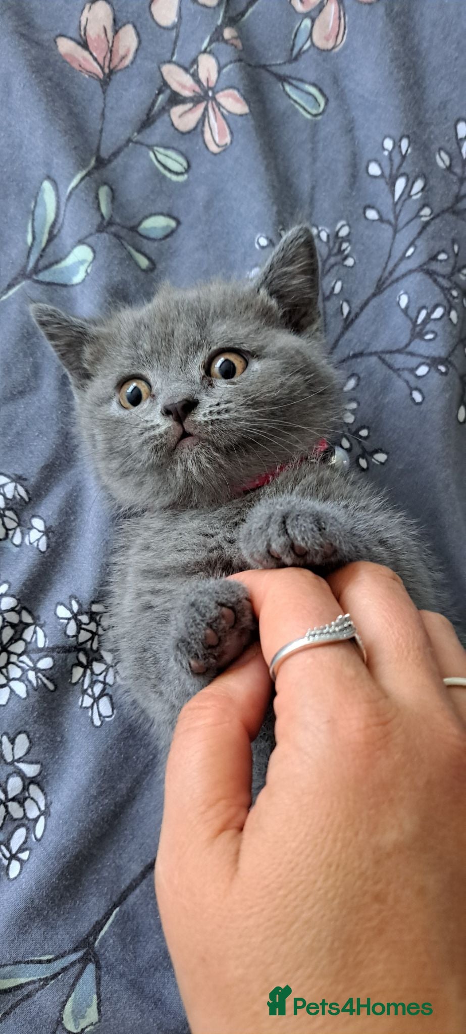 Scottish Fold cats Scottish fold & british straignt kittens  - Advert 17