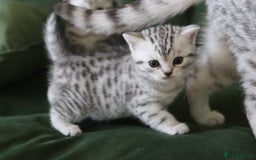 British Shorthair cats for sale: GCCF British Shorthair Silver Kittens - Advert 1