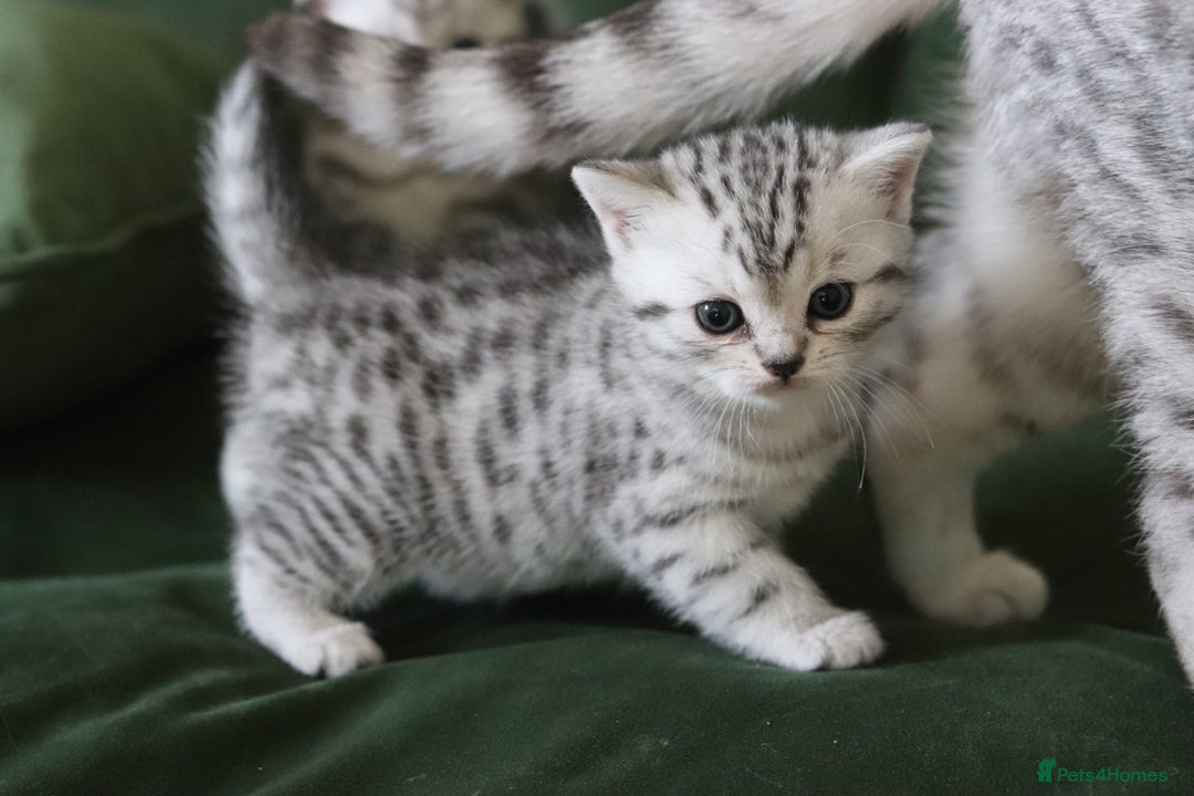 British Shorthair cats for sale: GCCF British Shorthair Silver Kittens - Advert 1