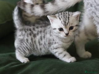 British Shorthair cats - Advert 25