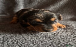 Mixed Breed dogs for sale: 5 gorgeous silver dapple dachshund cross puppies  - Image 9