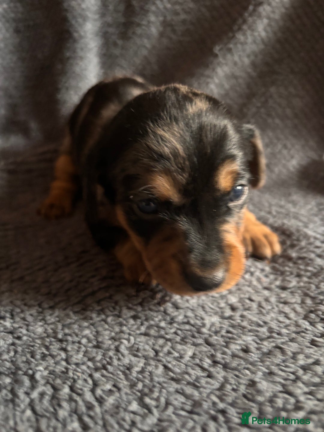 Mixed Breed dogs for sale: 5 gorgeous silver dapple dachshund cross puppies  - Image 9
