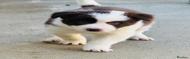 Border Collie 4