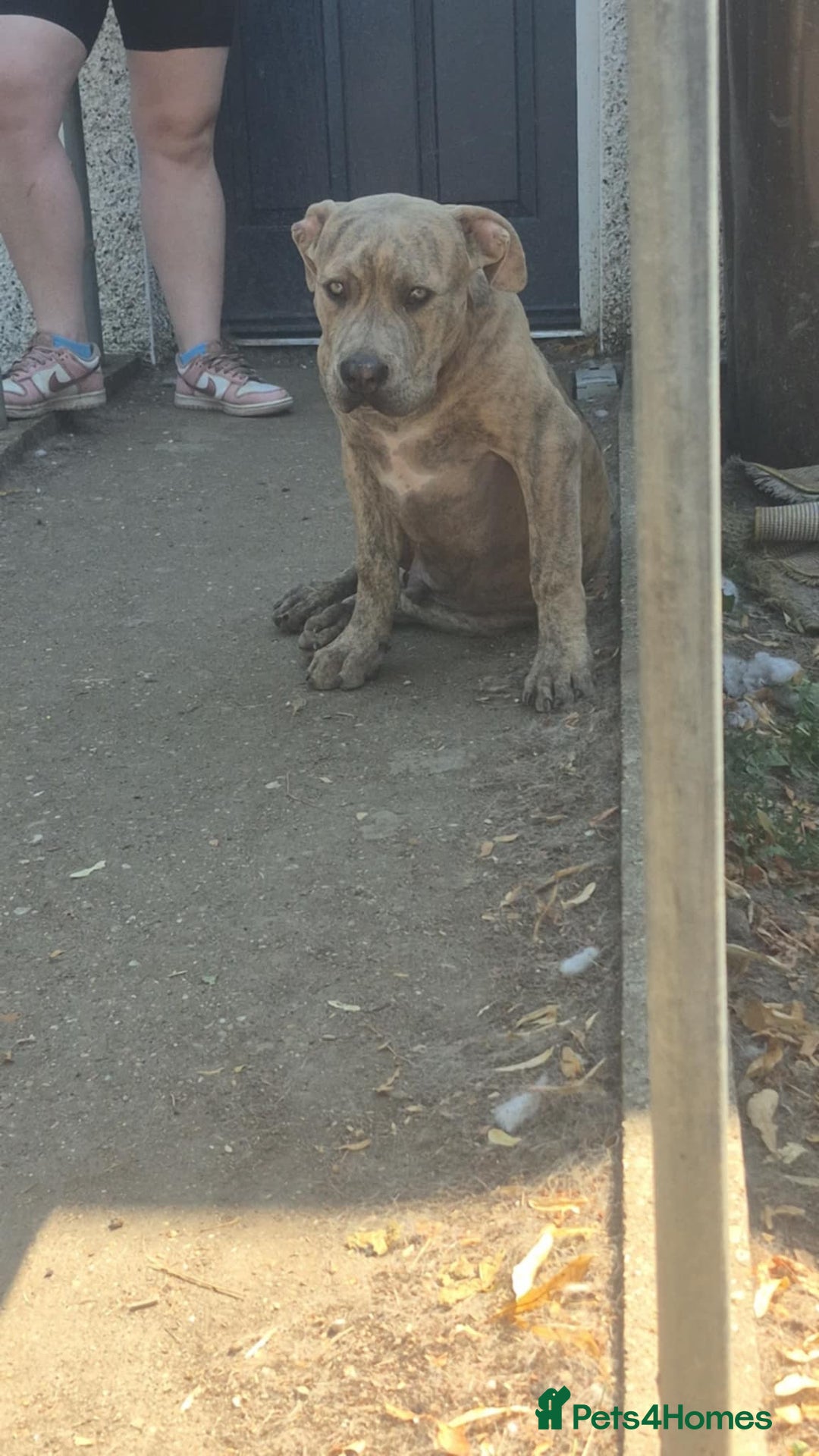 American Bull Staffy dogs for sale: ‼️No more time wasters‼️ - Image 6