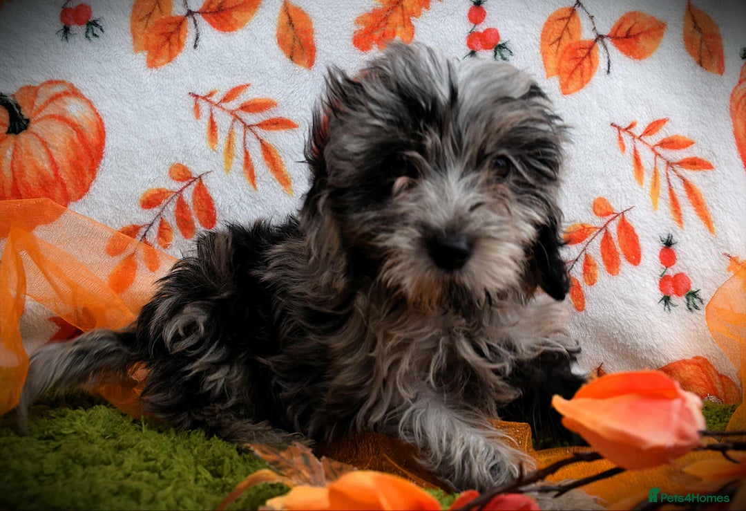 Cockapoo dogs for sale: Ready to go 10 October tiny toy cockapoos  - Image 15