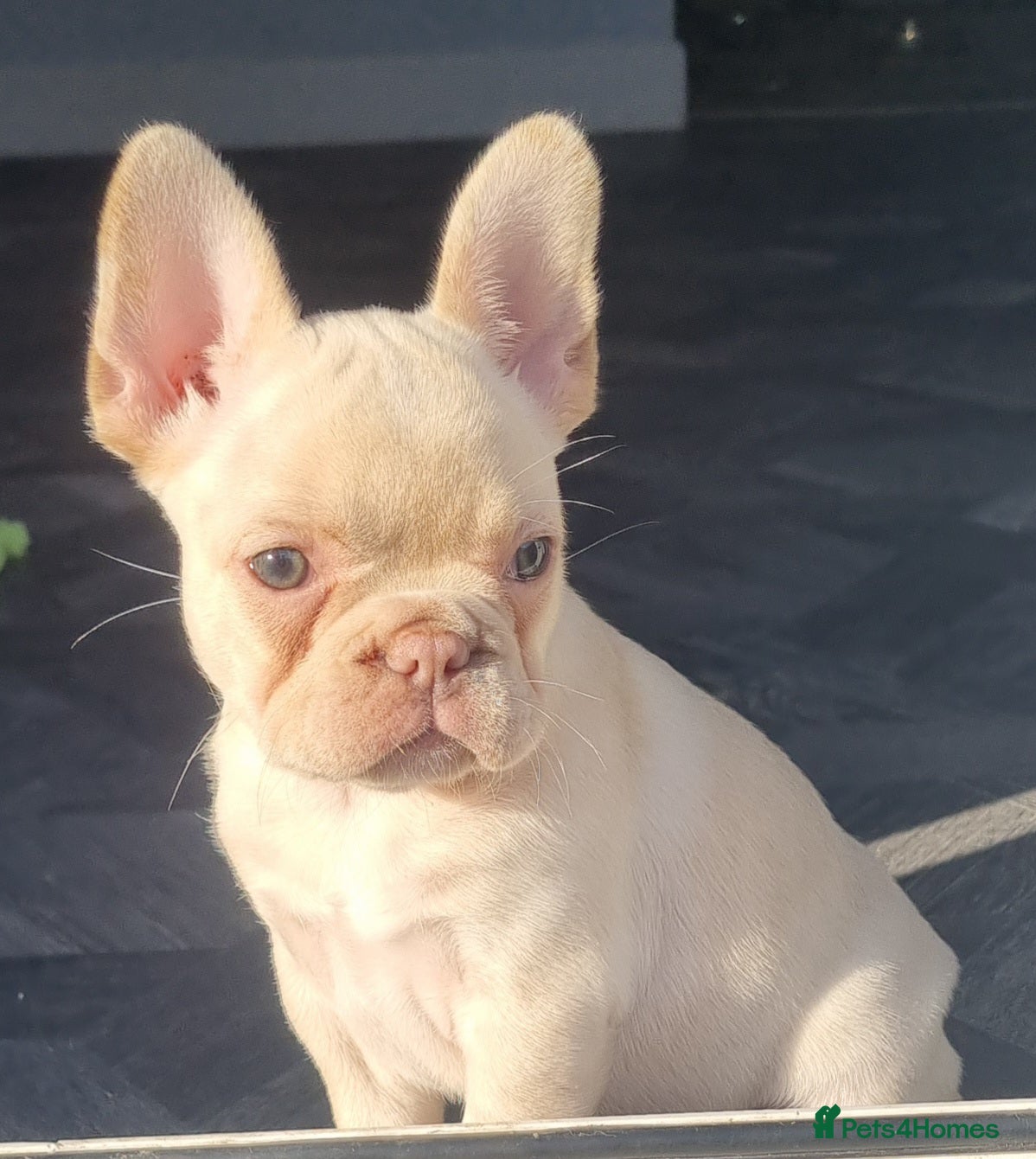 French Bulldog dogs  Open to offers Beautiful French Bulldog  - Advert 11