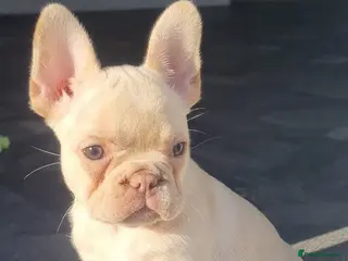 French Bulldog dogs Open to offers Beautiful French Bulldog - Advert 4