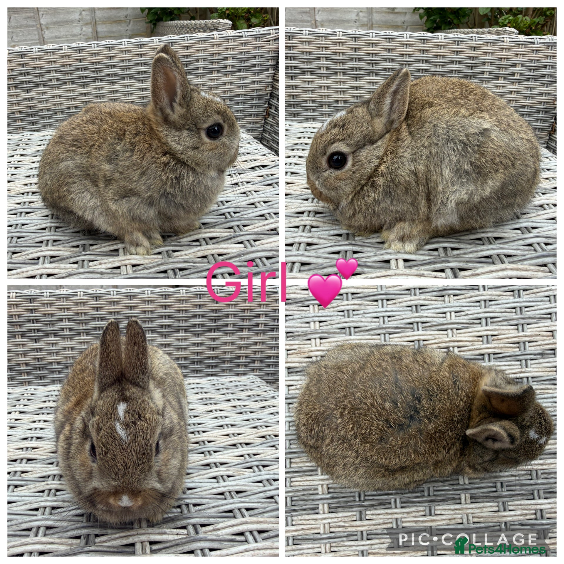 Netherland Dwarf rabbits 2 female & 1 male purebred Netherland dwarfs - Advert 7