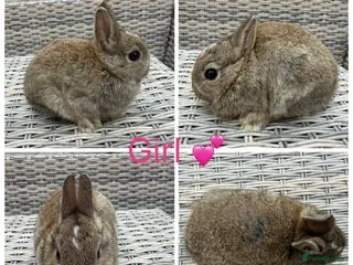 Netherland Dwarf rabbits 2 female & 1 male purebred Netherland dwarfs - Advert 7