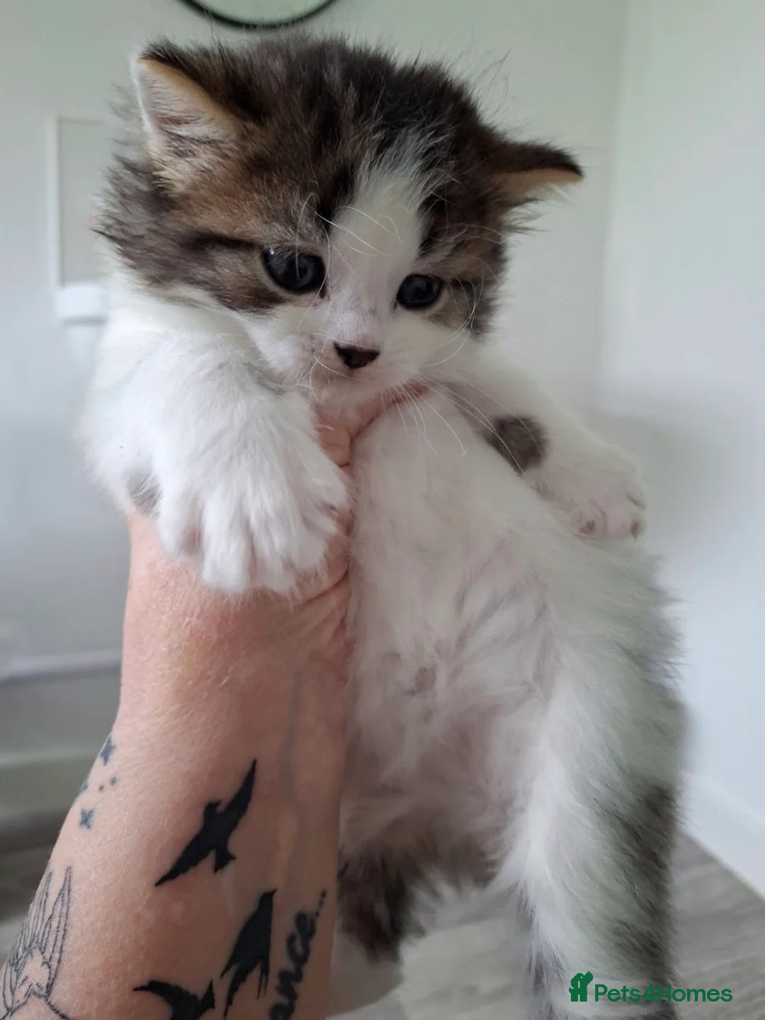 Norwegian Forest Cat cats for sale: Beautiful Norwegian Forest/Ragdoll Male Kitten  - Advert 1