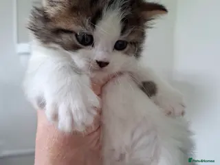 Norwegian Forest Cat cats Beautiful Norwegian Forest/Ragdoll Male Kitten - Advert 7