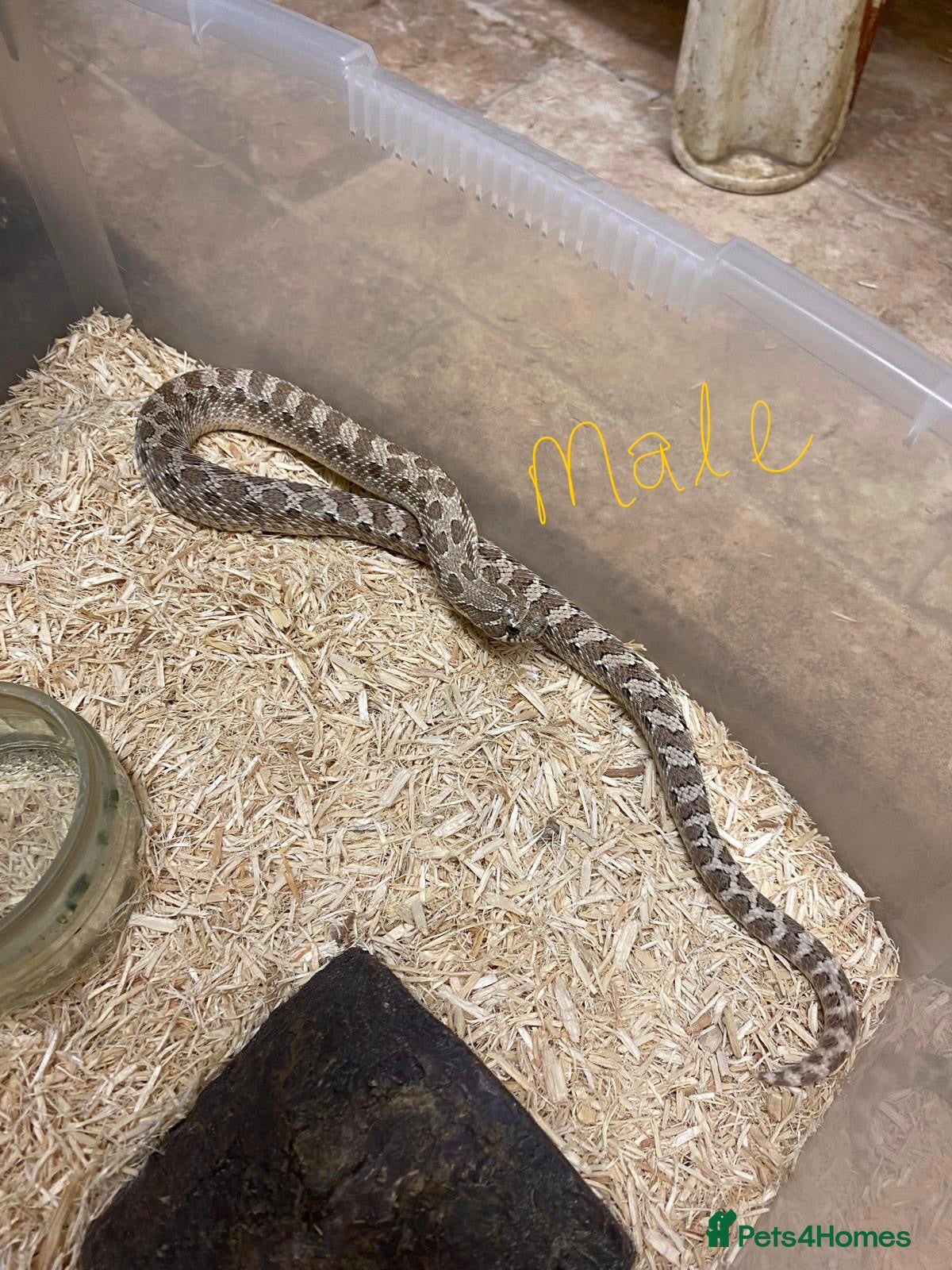 Snake reptiles Ready to breed pair of Hognose Axantic Snakes  - Advert 2