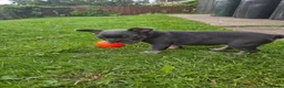 French Bulldog dogs for sale: Blue Grey frenchie little boy  - Advert 6