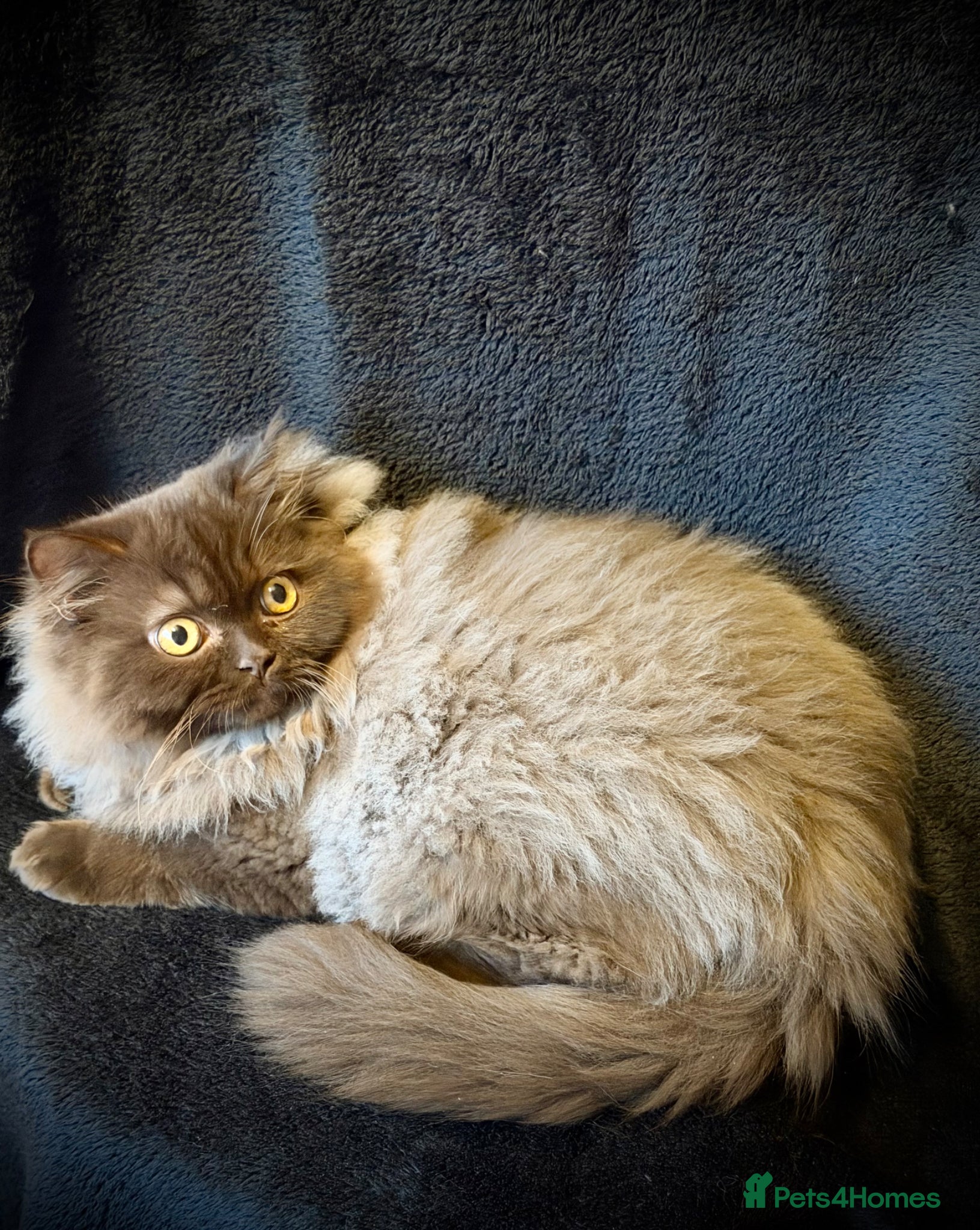 British Longhair cats Chocolate BLH boys TICA registration  - Advert 11