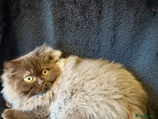 British Longhair cats Chocolate BLH boys TICA registration - Advert 1